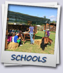 Schools