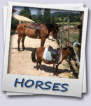 Horses