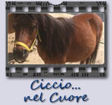 Ciccio